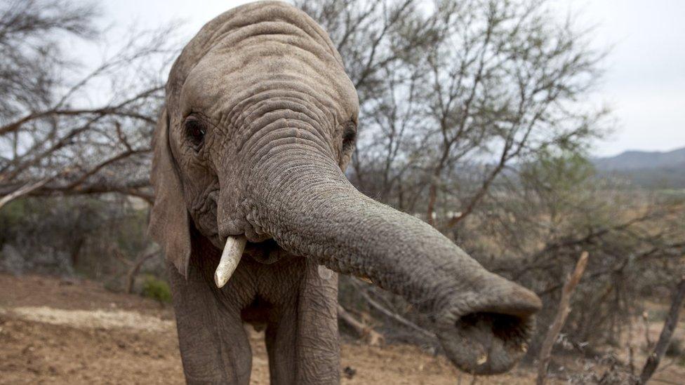 baby african elephant