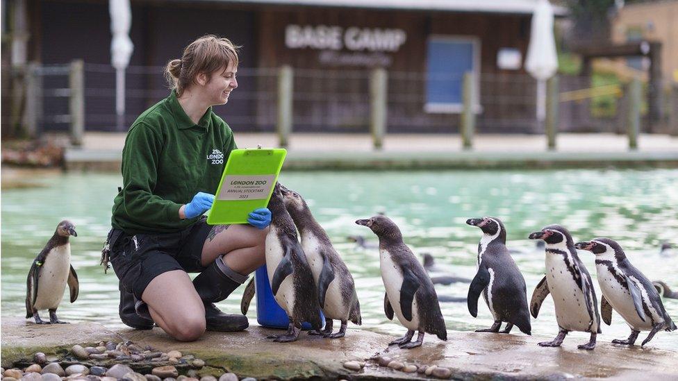 Humboldt-Penguins.