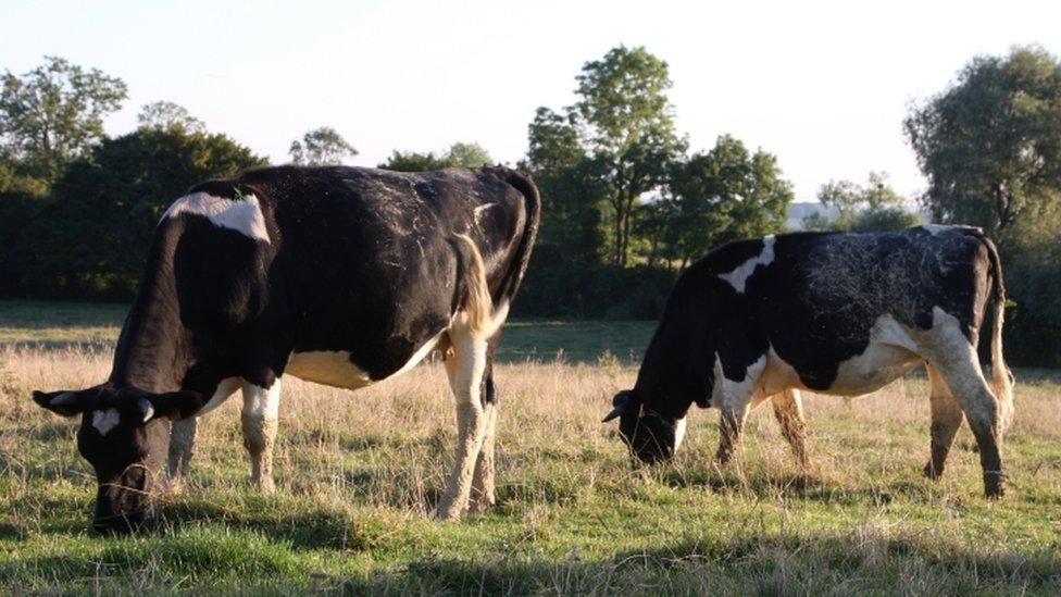 Cows in field