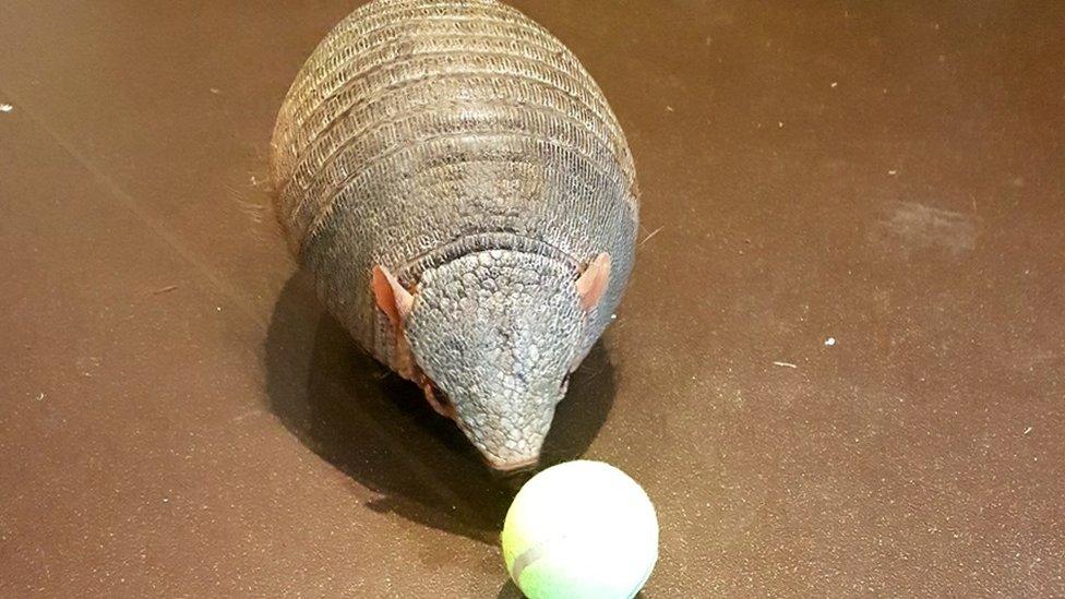 An armadillo sniffs a tennis ball