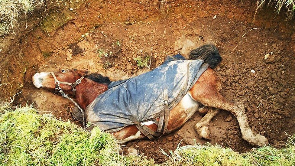 Horse rescue