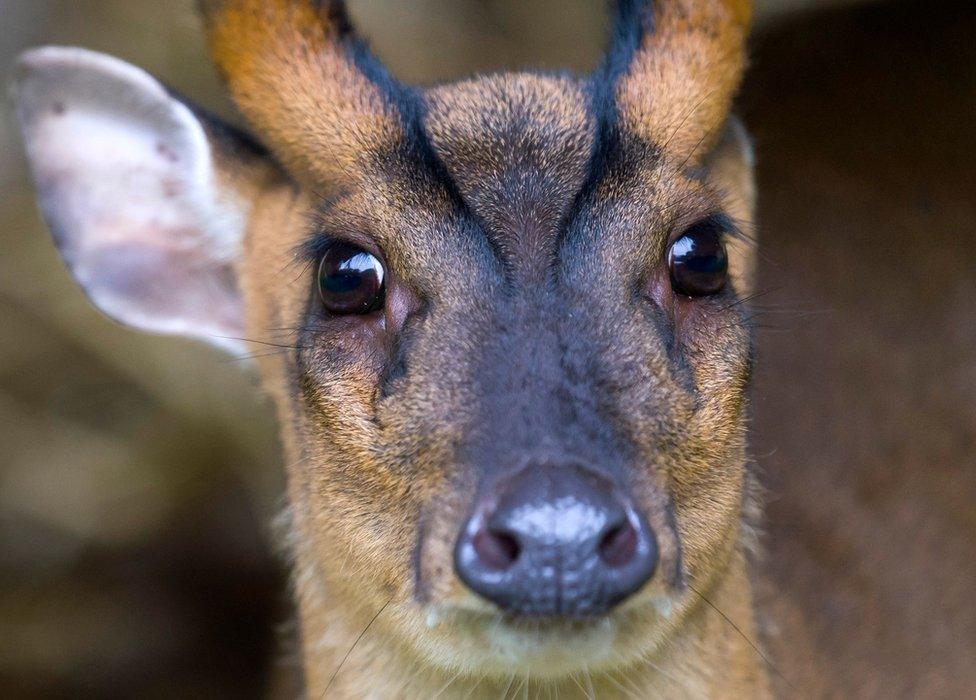 Muntjac deer