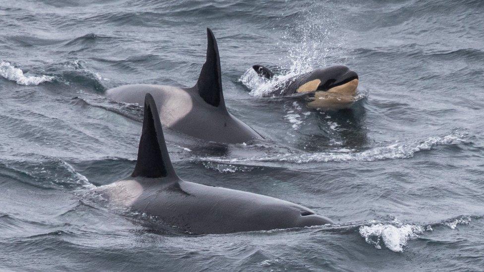 Adult orcas and calf