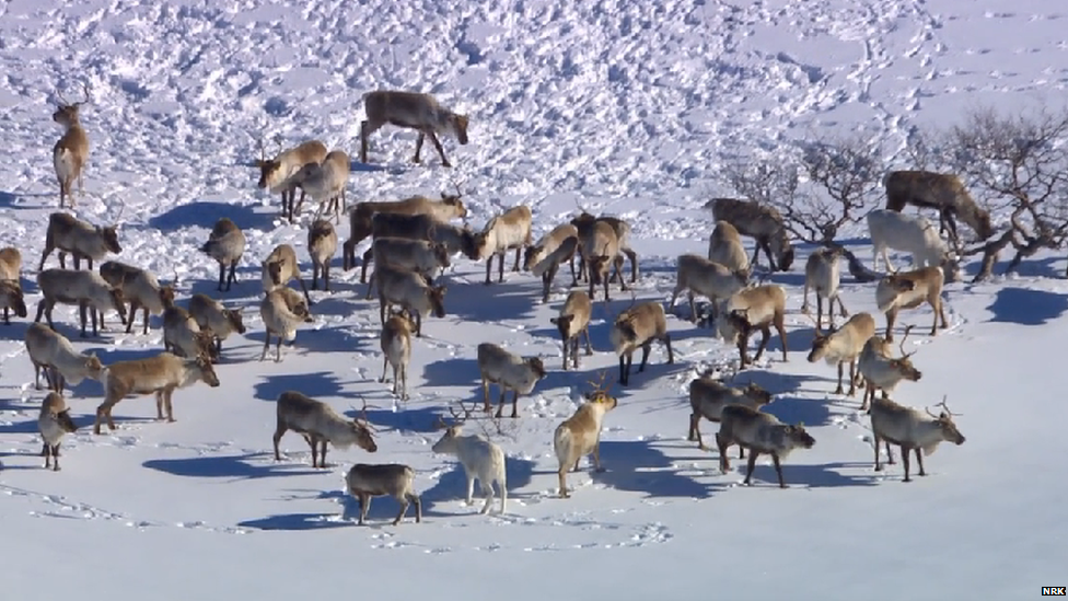 A herd of reindeer in the snow in Norway