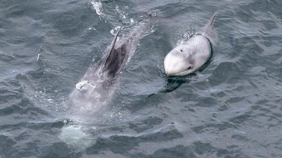 Risso's dolphins