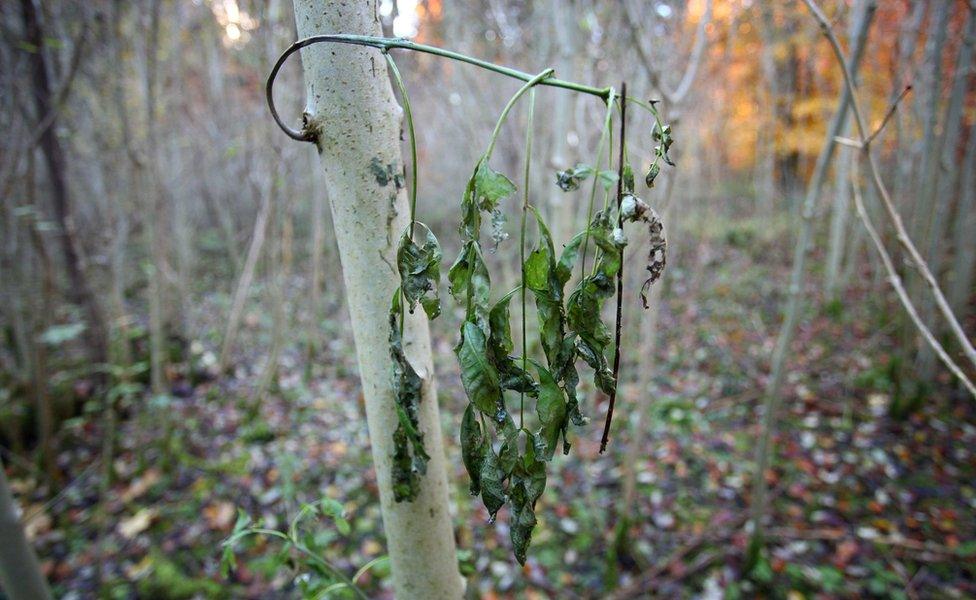 Ash tree with wilting leaves caused by fungus Chalara Fraxinea Dieback