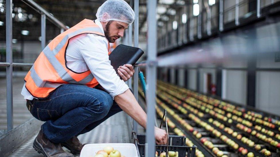 man in hairnet sorting apples at food processing factory