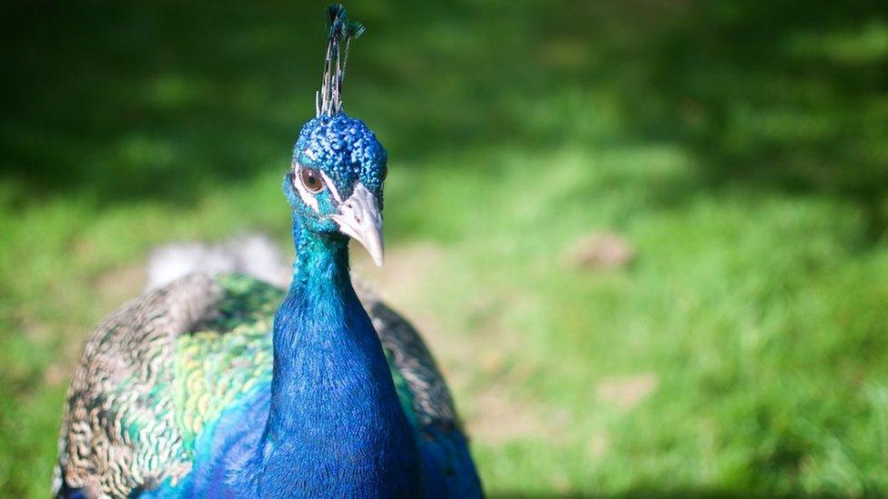 Peacock at Harcourt Arboretum