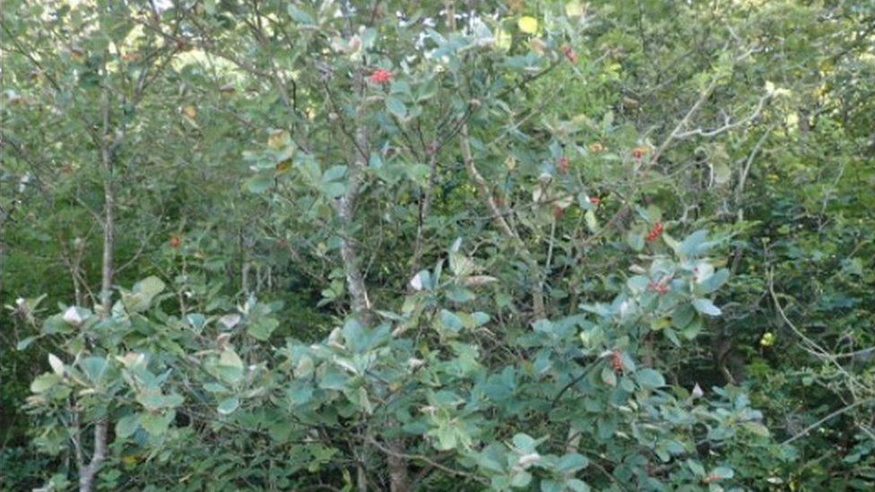 Menai whitebeam