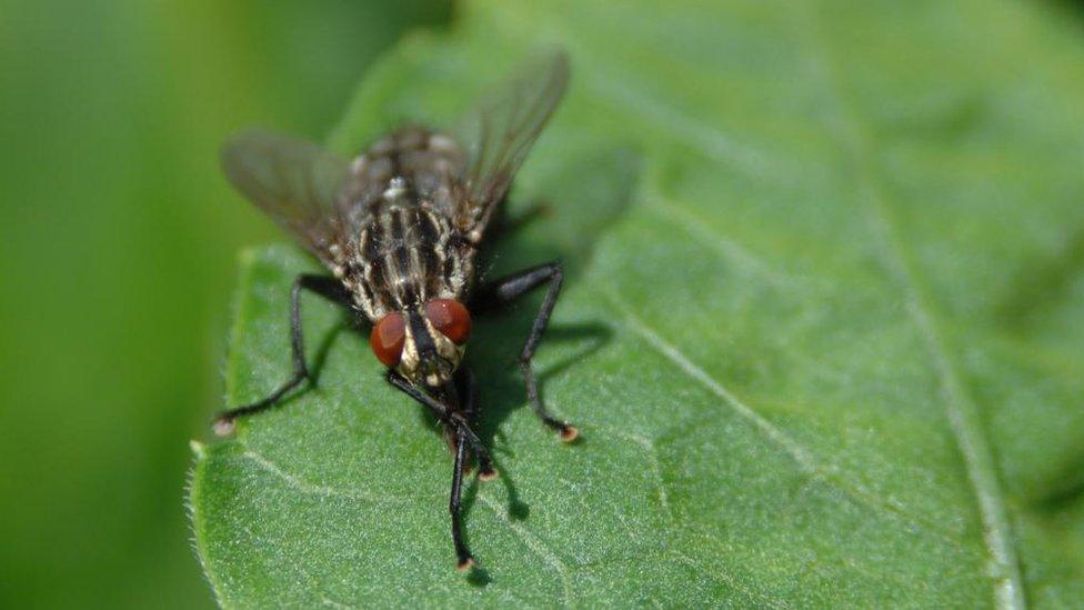 Fly on a leaf