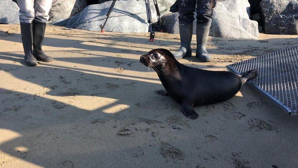 A photo of the seal