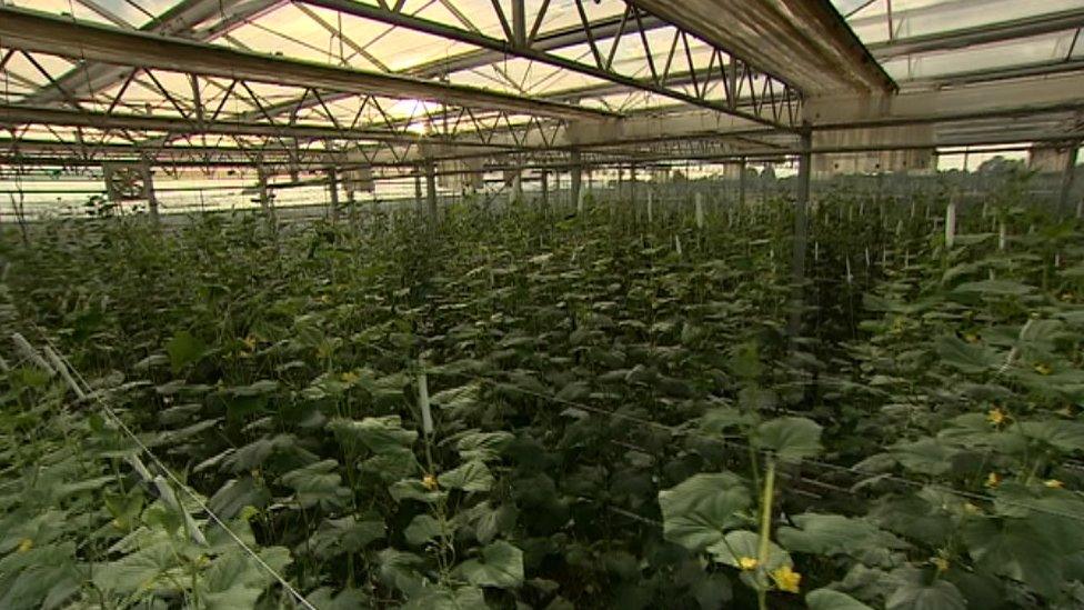 Inside the greenhouse