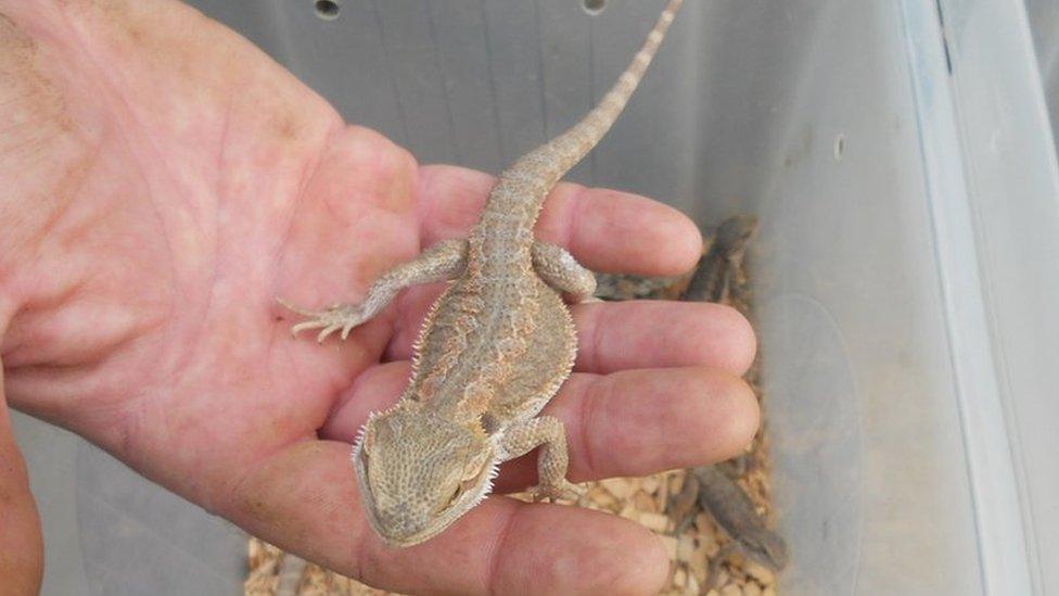 One of the bearded dragons