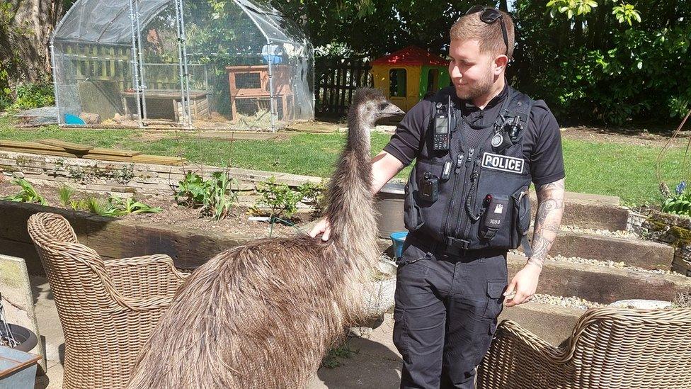 Emu and police officer