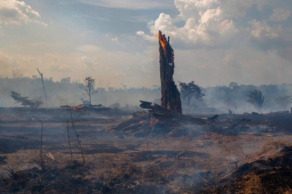 Amazon rainforest on fire