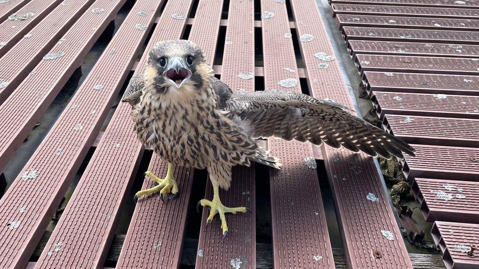 Cambridge peregrine chick which fell to the ground.