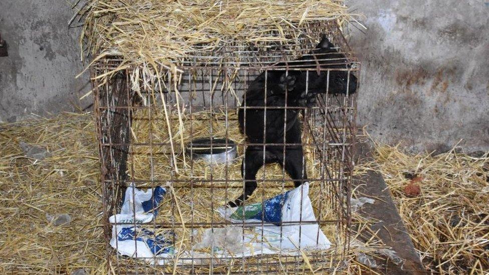 Dog in a cage