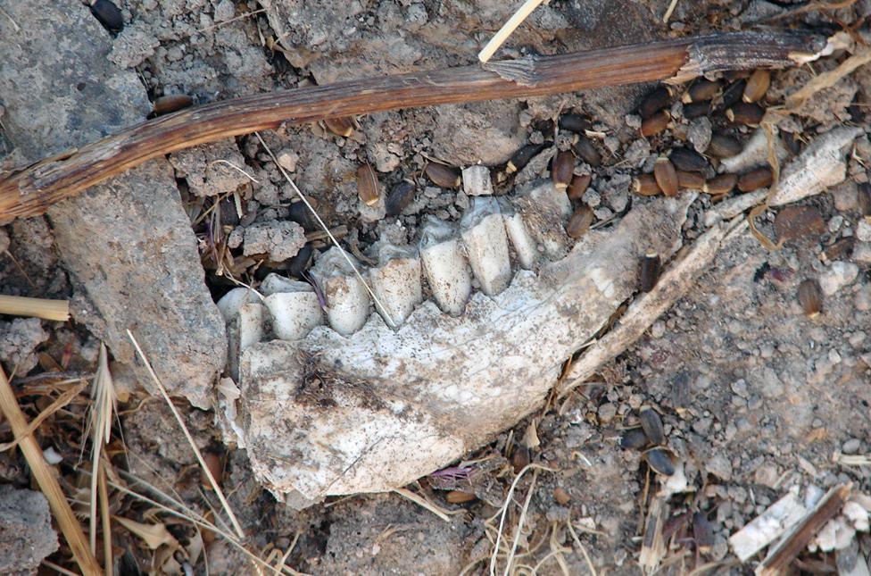 Sheep's teeth