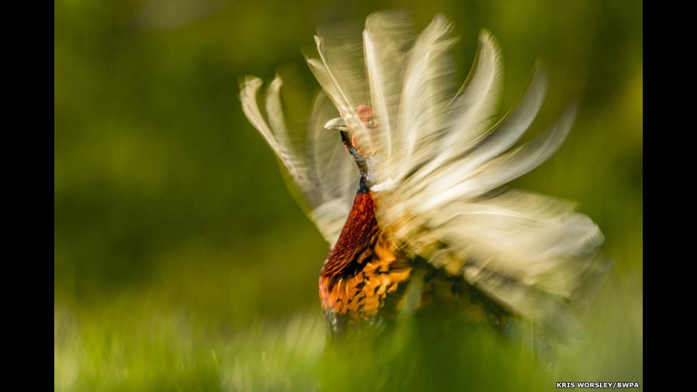 Pheasant Display