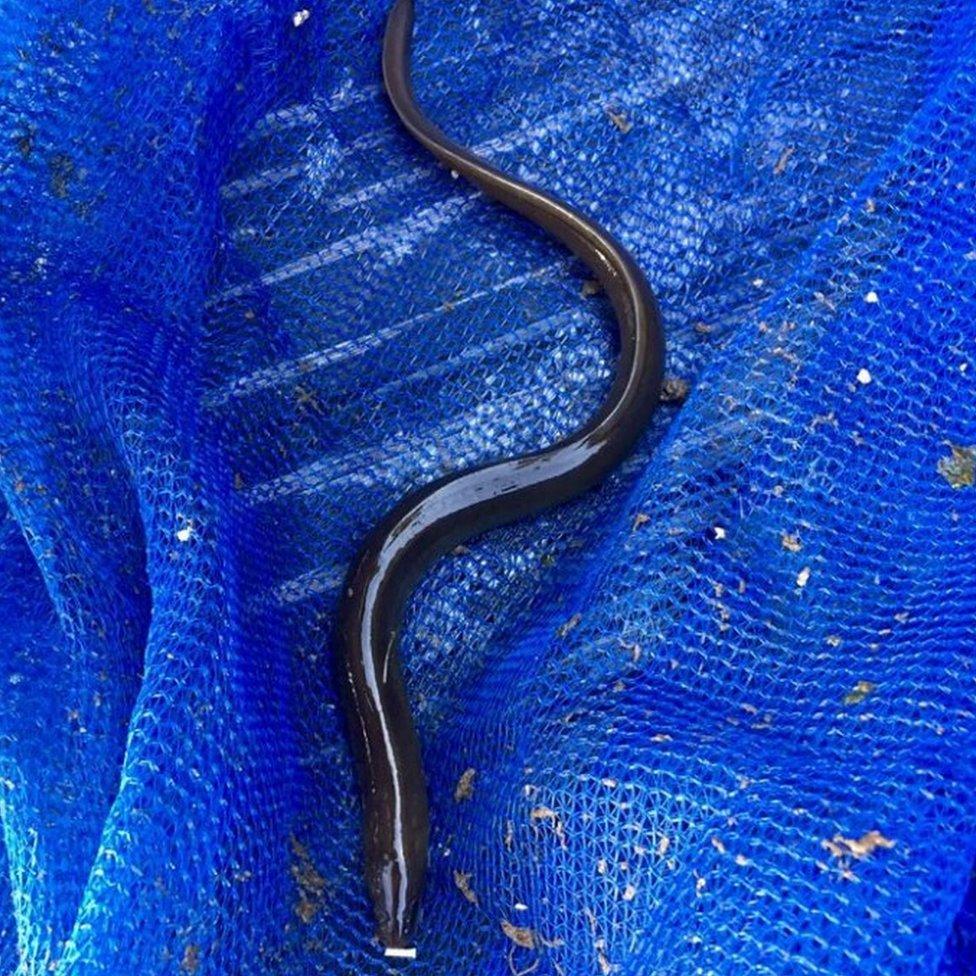 An eel found in an oyster net in the Solent