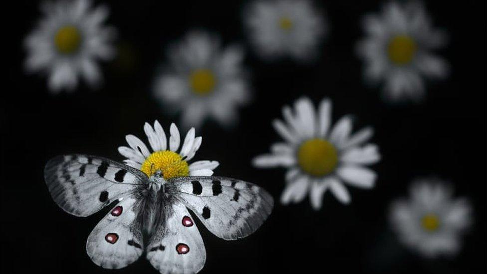 An Apollo butterfly lands on an oxeye daisy.