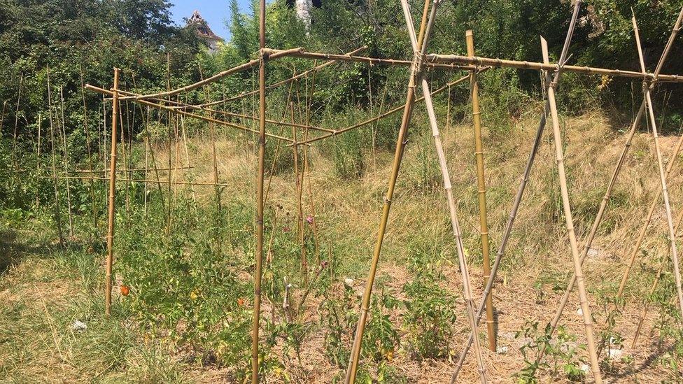 Mark grows fruit and vegetables using bamboo canes.