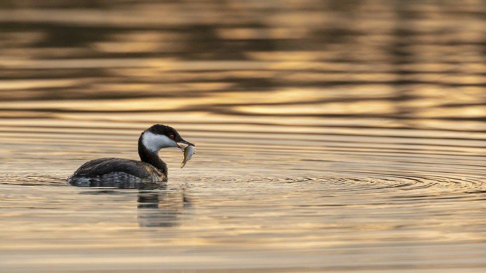 Slavonian grebe