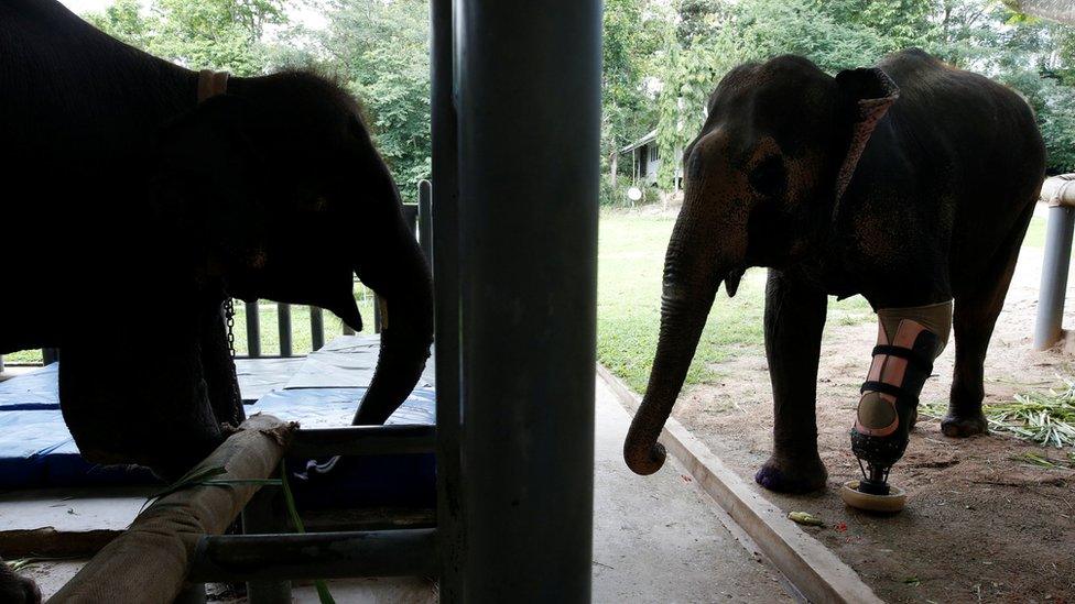 Motola and Mosha stand at sanctuary in Lampang, Thailand