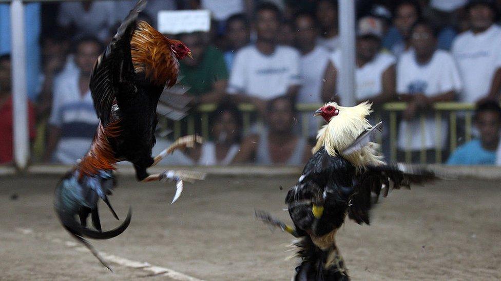 A local cockfight in the Philippines, 2011