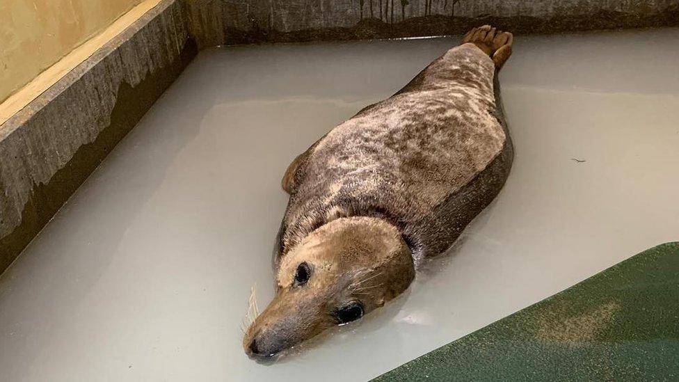 Sir David the adult male grey seal