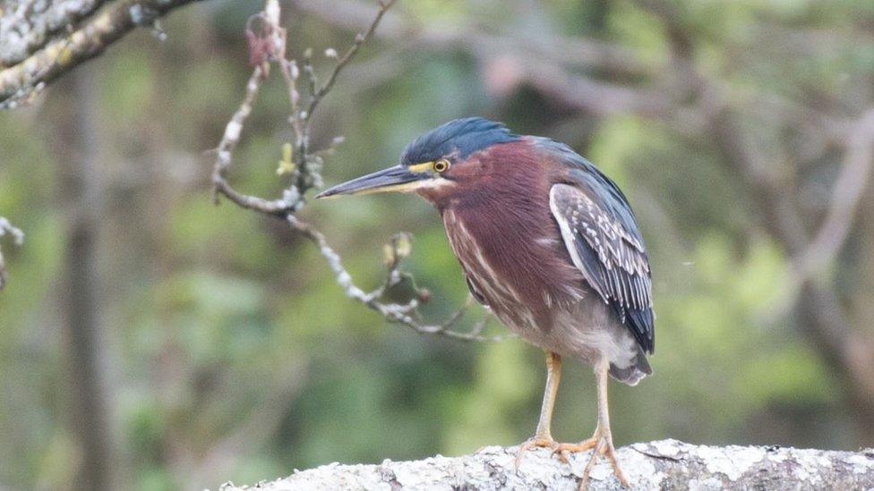 Green heron spotted in Llanmill, Pembrokeshire