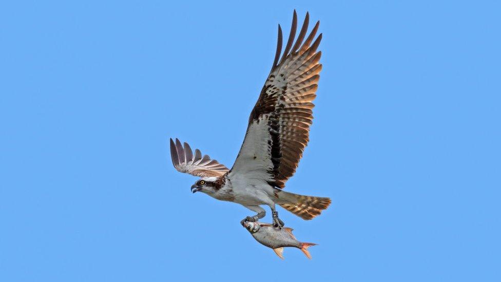 osprey.