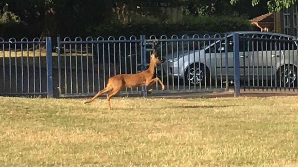 Deer at Christ Church School, in Downend, Bristol