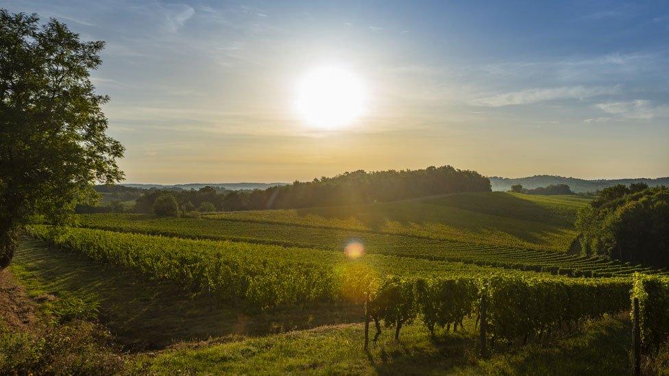 A vineyard in Bordeaux France