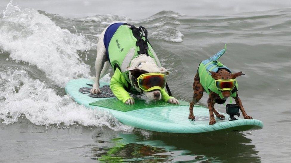 2 surfing dogs