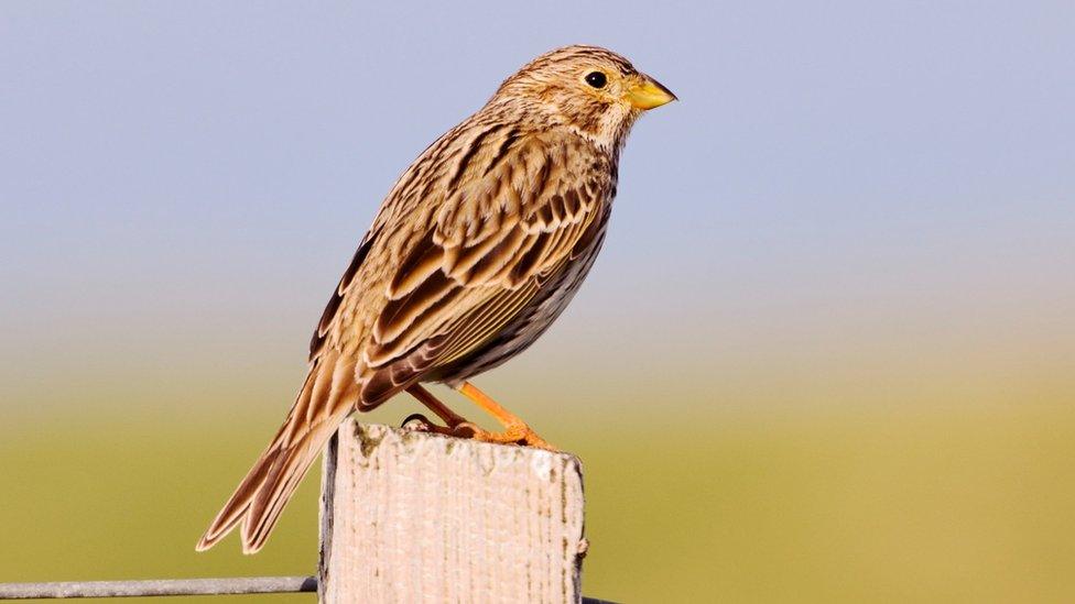 Corn bunting