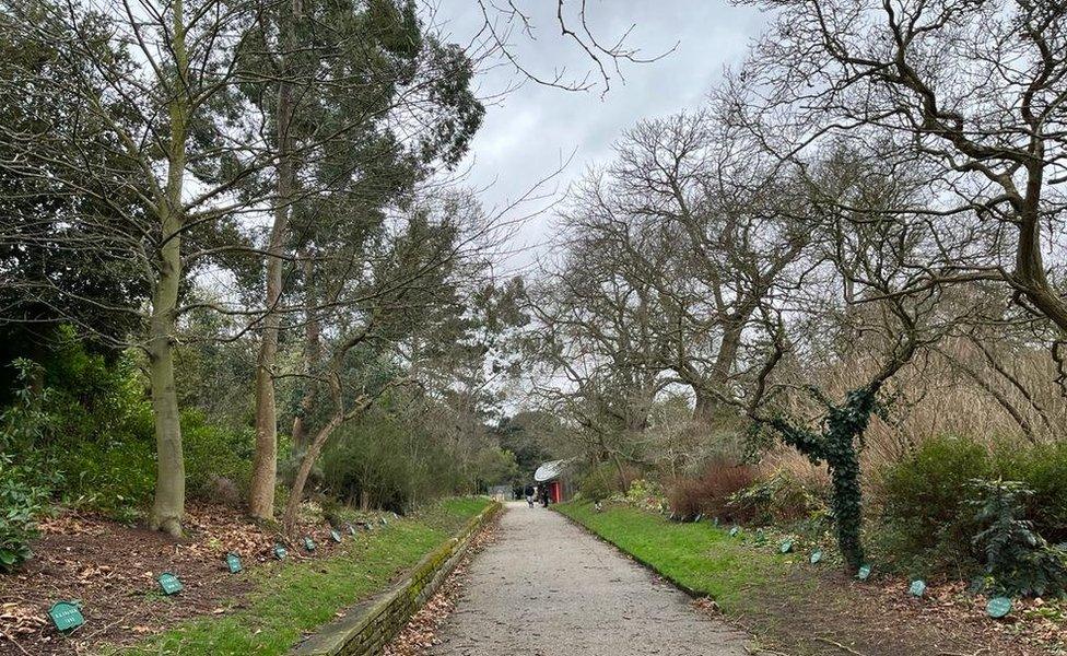 An avenue of trees in Ipswich's Christchurch Park