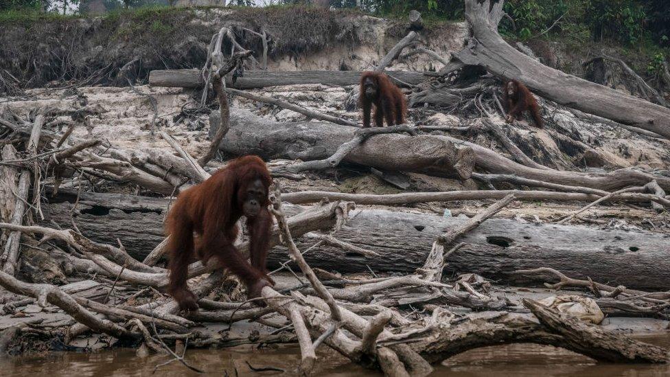 Borneo orangutans (Pongo pygmaeus) are seen in Salat island