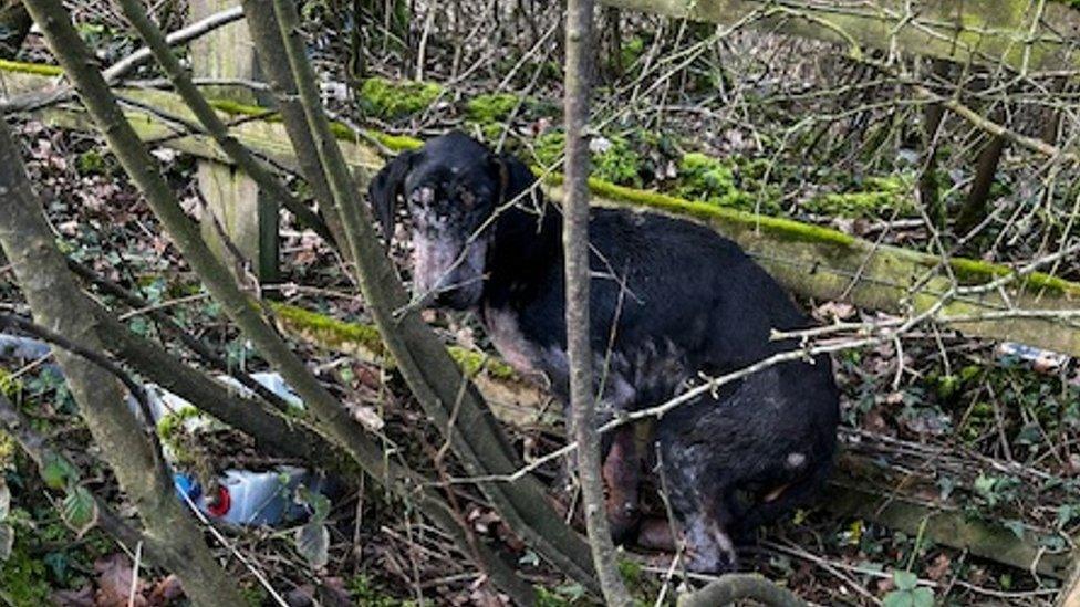 Abandoned Dobermann