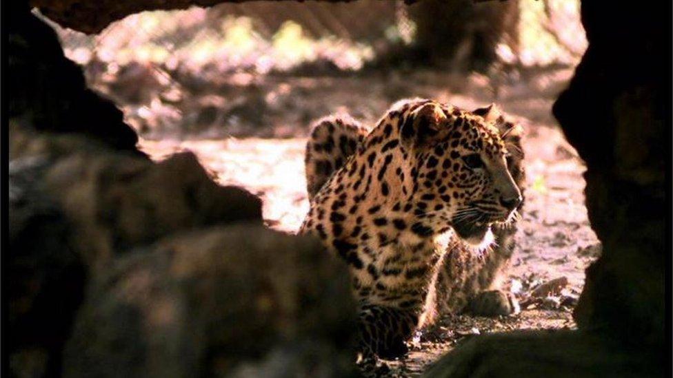 Jagan, an Asian leopard, hides in an opening between rocks in his enclosure at the Nandankanan wildlife sanctuary in Bhubaneshwar, 700 kms south of Calcutta, Monday November 8, 1999.