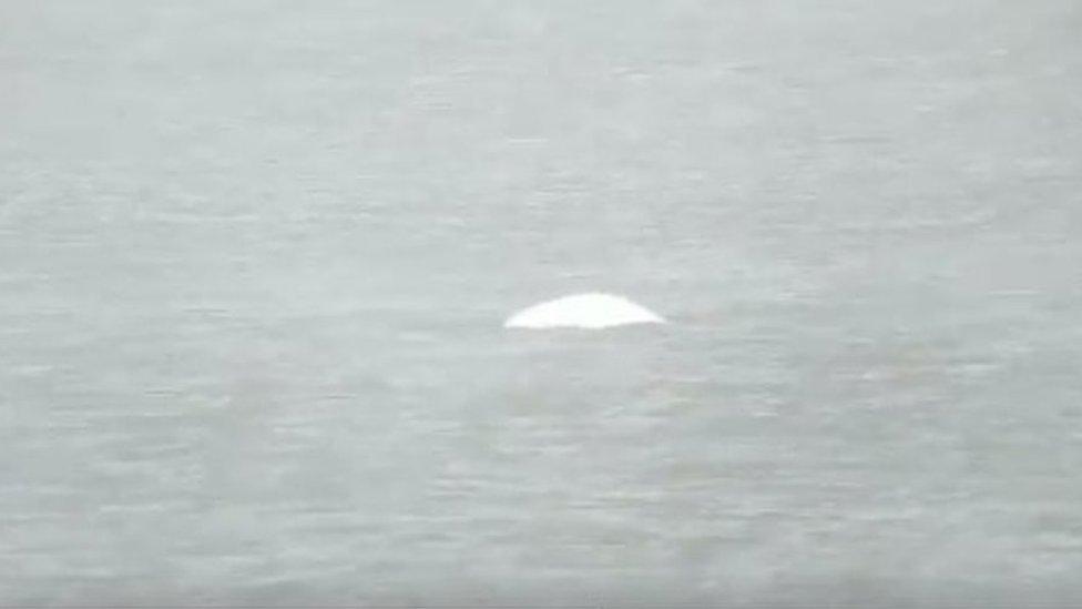 Beluga whale in the Thames