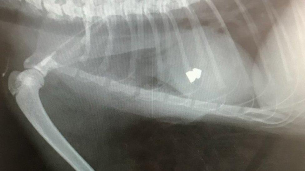 X-ray image showing pellet inside kitten Milly