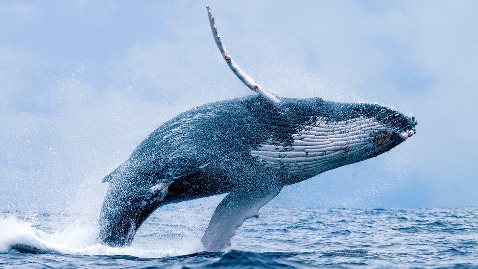 Humpback Whale