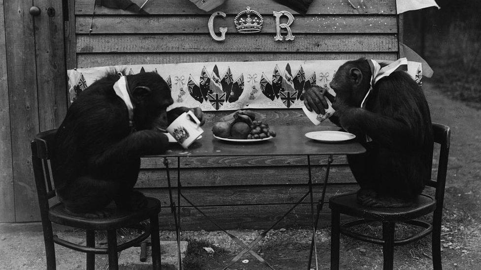 Two chimpanzees at a "tea party" at Whipsnade Zoo in April 1937