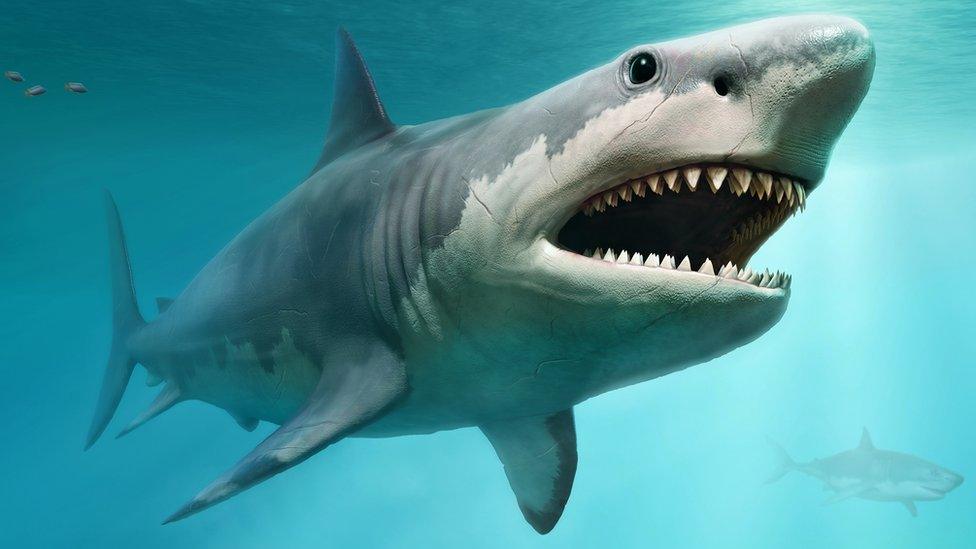 megalodon