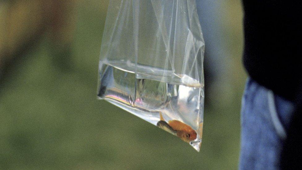 Goldfish in a bag