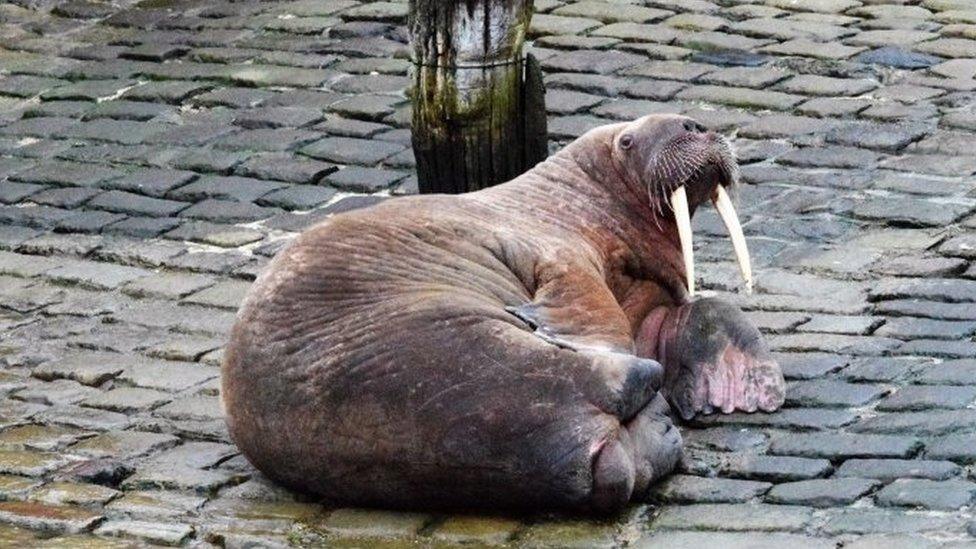 Thor the walrus in Scarborough