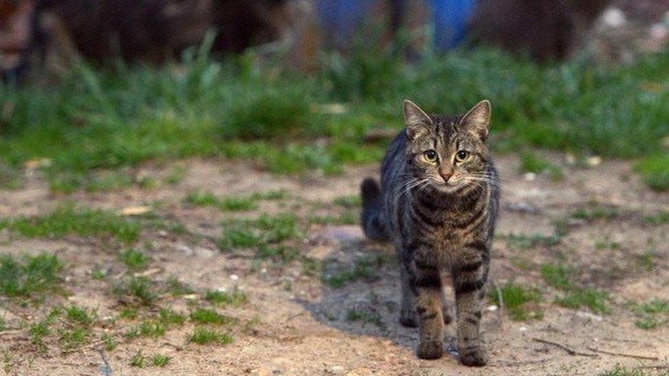 A feral cat