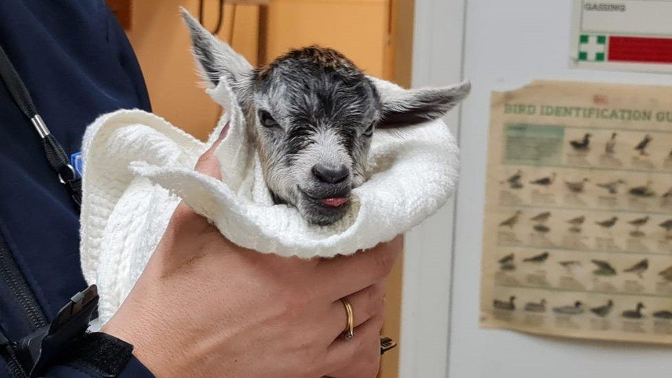 Jill the goat being held