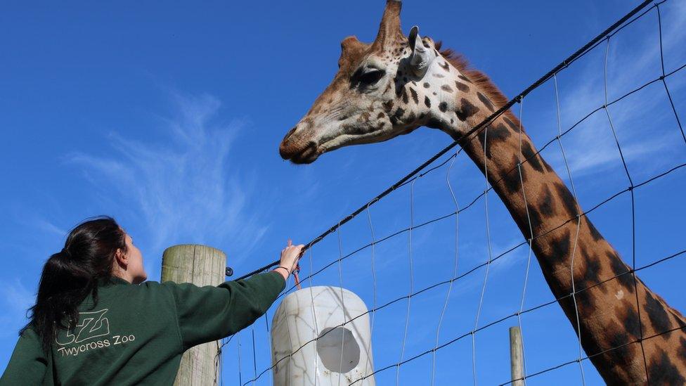 Keeper with a giraffe